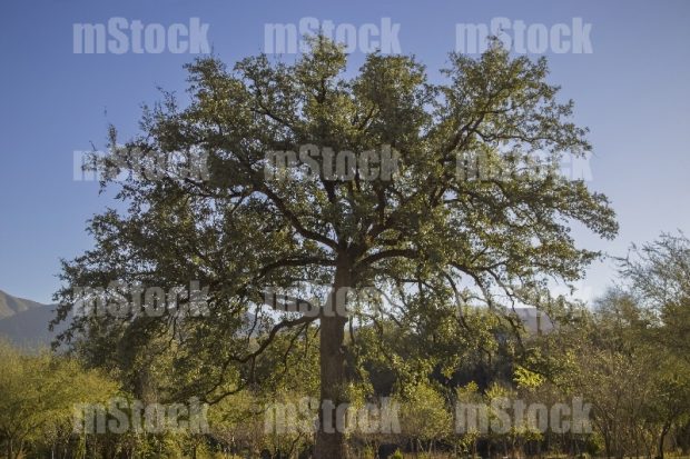 Arbol Encino