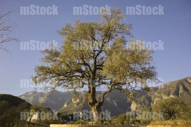 Arbol Encino 6