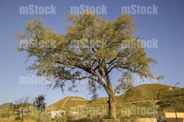 Arbol Encino 7