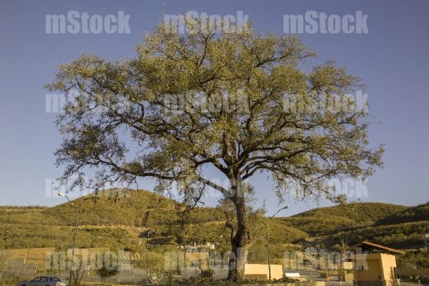 Arbol Encino 8