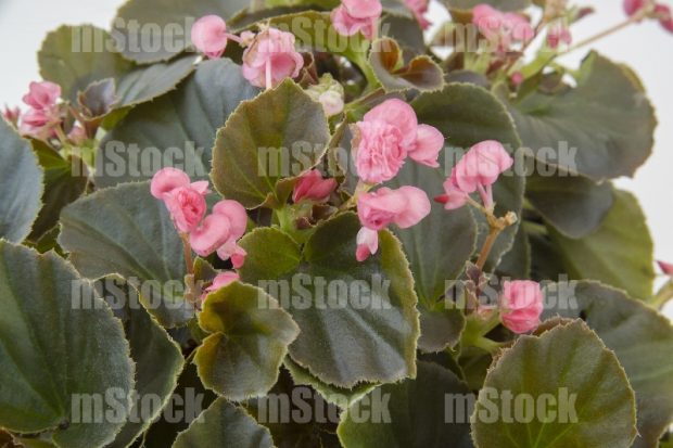 Begonia 1