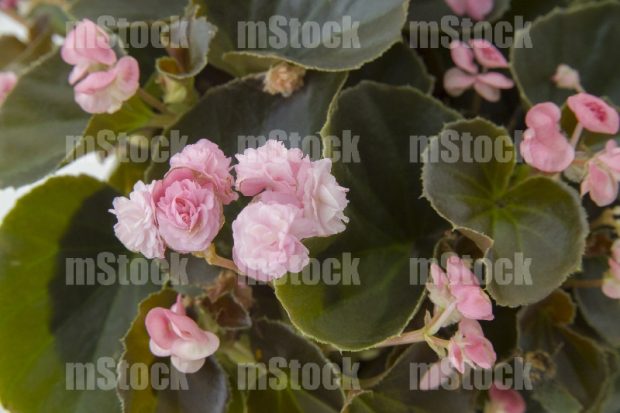 Begonia