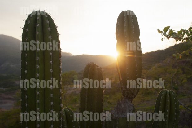 Cactus Organo