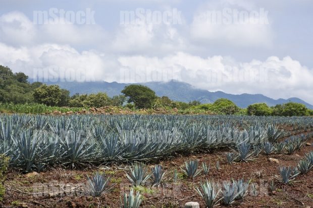 Cultivo de Agave 2