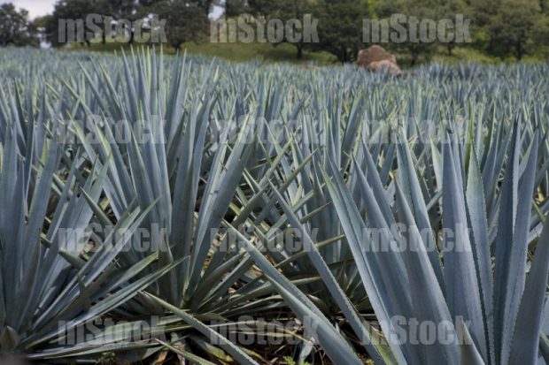 Cultivo de Agave 3
