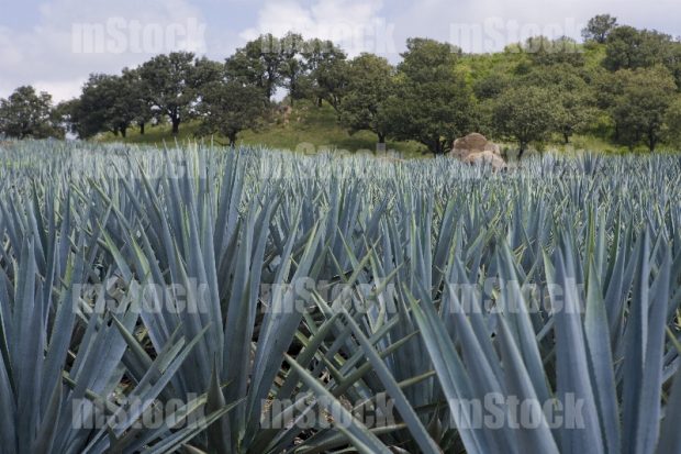 Cultivo de Agave 4