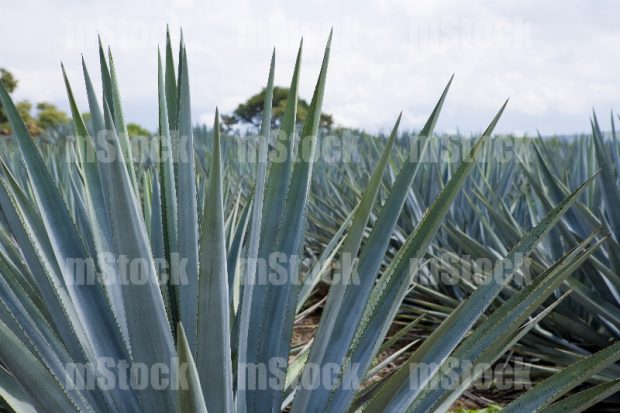 Cultivo de Agave 5