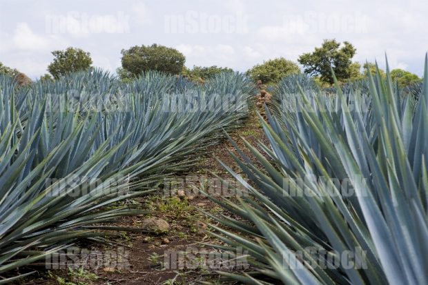 Cultivo de Agave 6