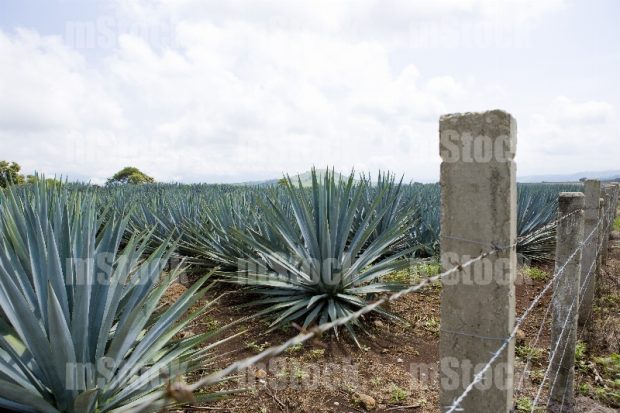Cultivo de Agave 7