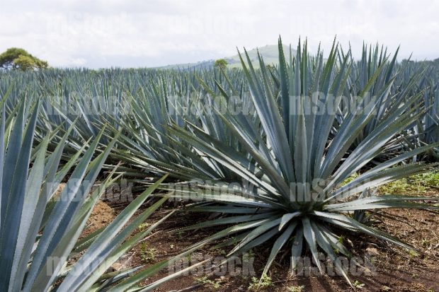 Cultivo de Agave 8