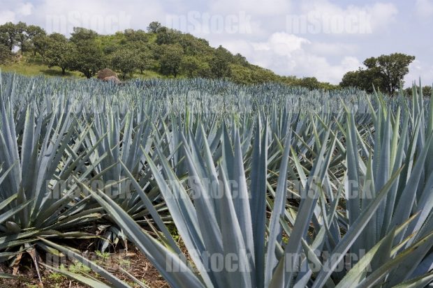 Cultivo de Agave 9