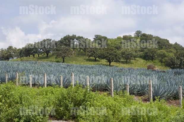 Cultivo de Agave 10