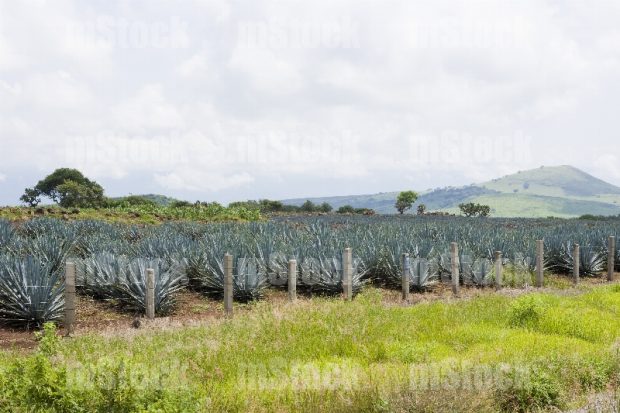 Cultivo de Agave 11