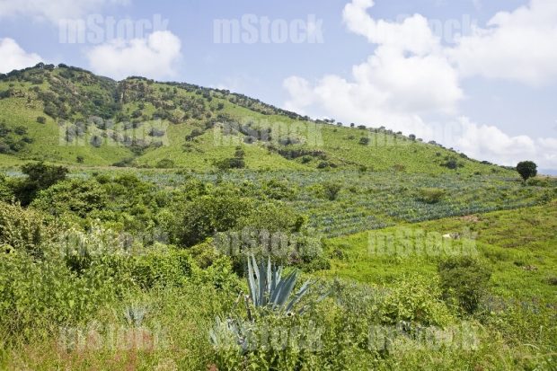 Cultivo de Agave 12