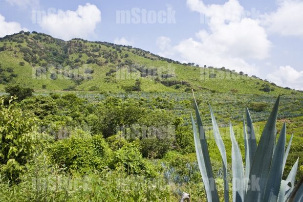 Cultivo de Agave 13