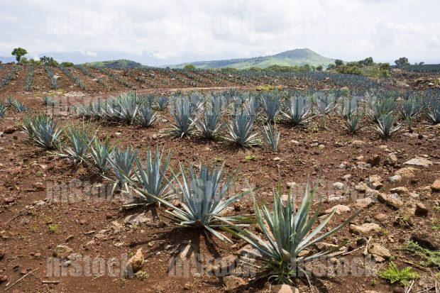 Cultivo de Agave