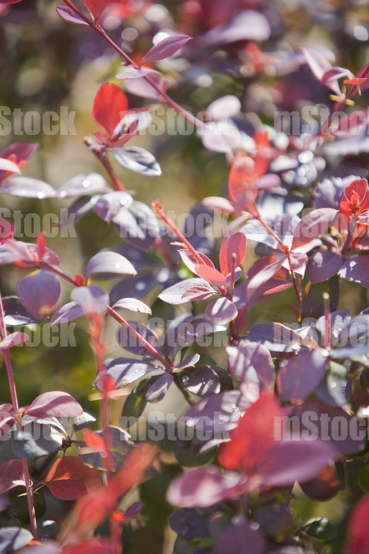 Euphorbia Cotinifolia