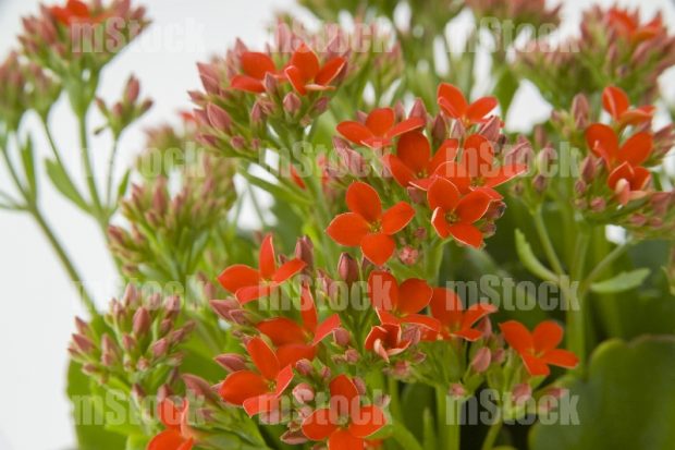 Kalanchoe 1
