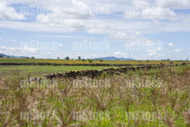 Paisaje de Campo 1