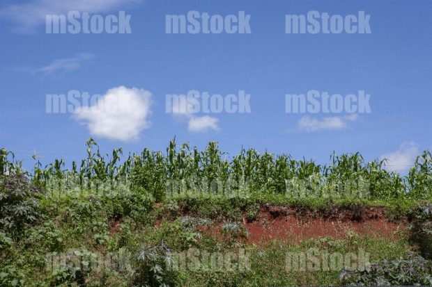 Paisaje de Campo 2
