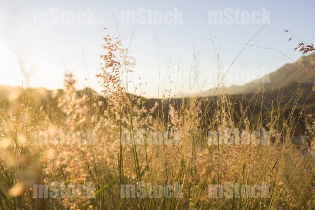 Paisaje de Campo 4