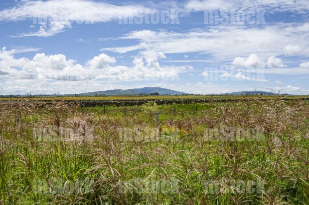 Paisaje de Campo