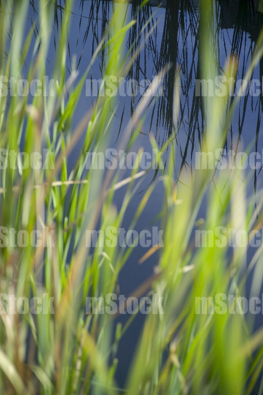 Vegetación 2