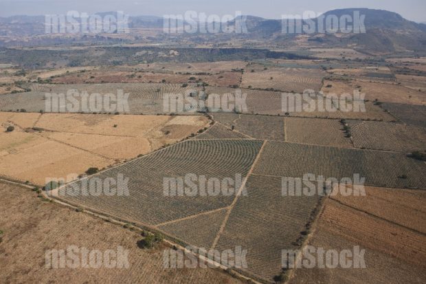Foto area de Campo de Agave