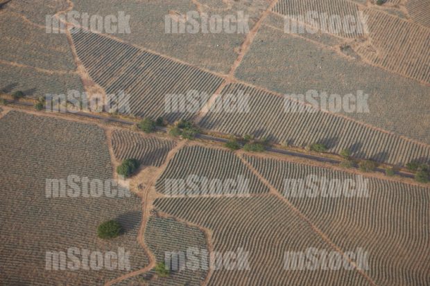Cultivo de Agave Azul 1