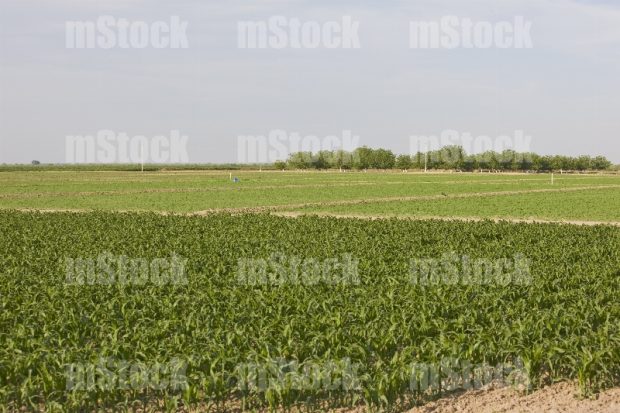 Cultivo de Maíz 3