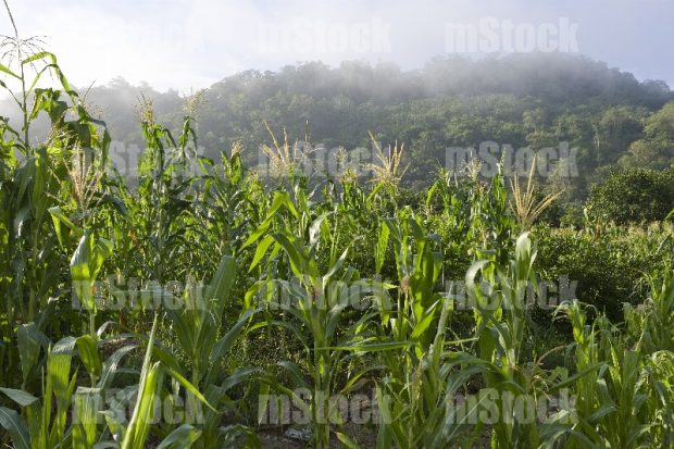 Cultivo de Maíz 4