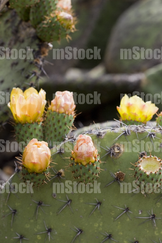 Nopal con tunas y flor