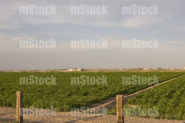 Cultivo de Maíz 8