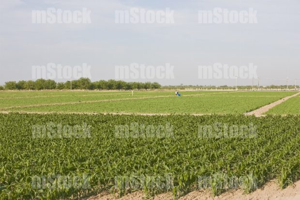 Cultivo de Maíz