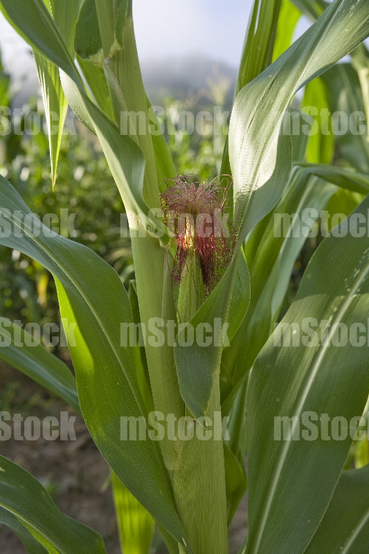 Planta de Maíz