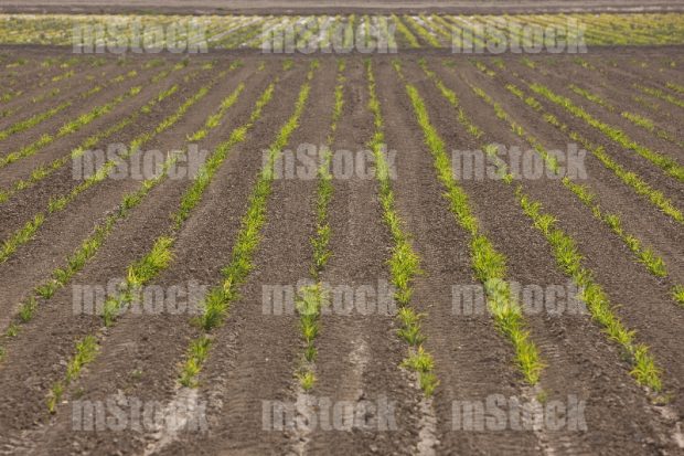 Tierras de Cultivo 2