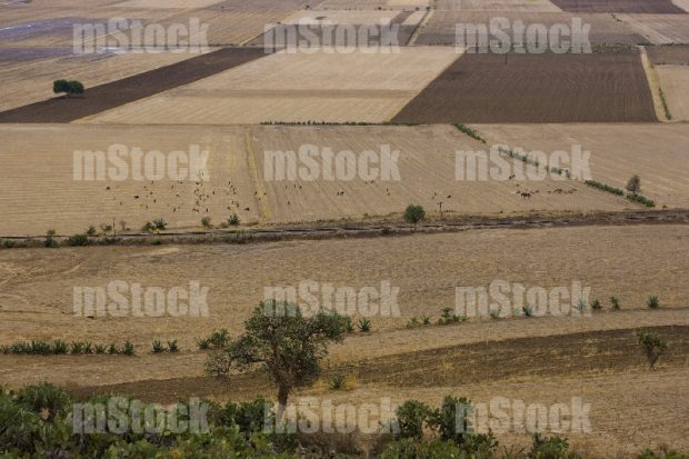 Tierras de Cultivo 4