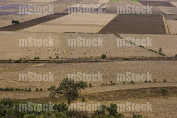 Tierras de Cultivo 5