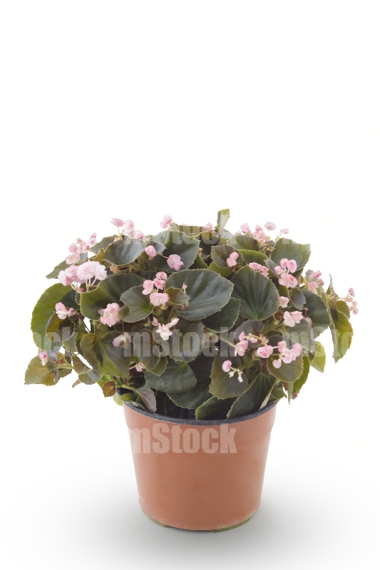 Begonia 2