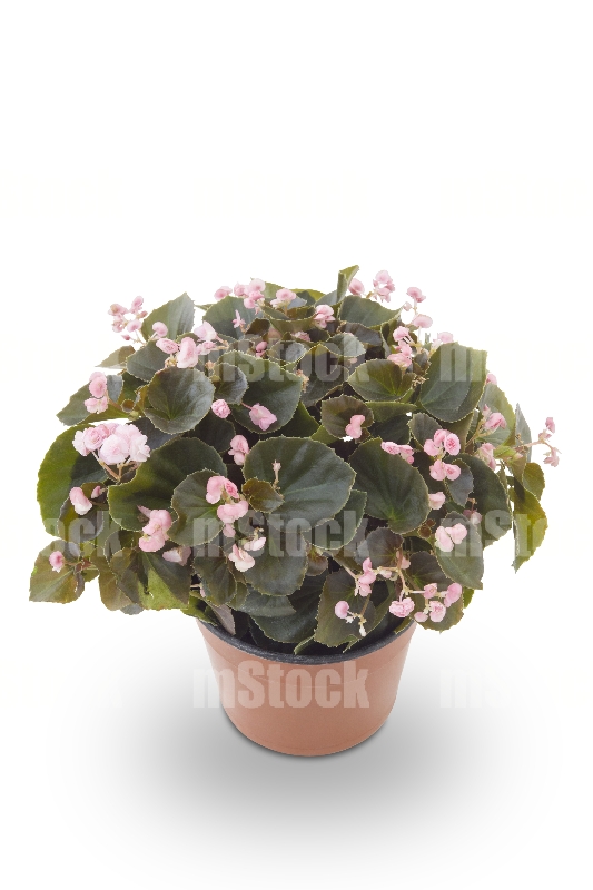 Begonia 3