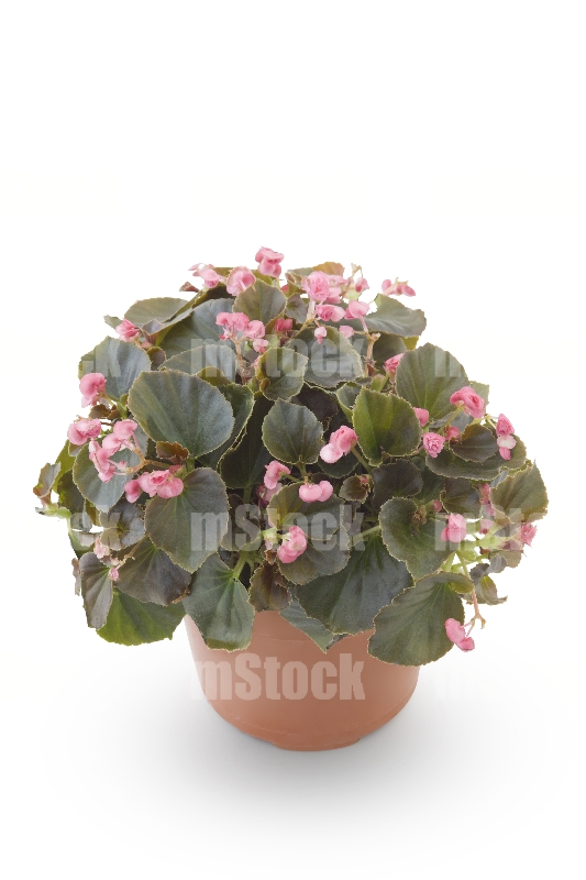 Begonia 4