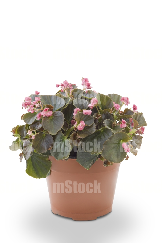 Begonia 5