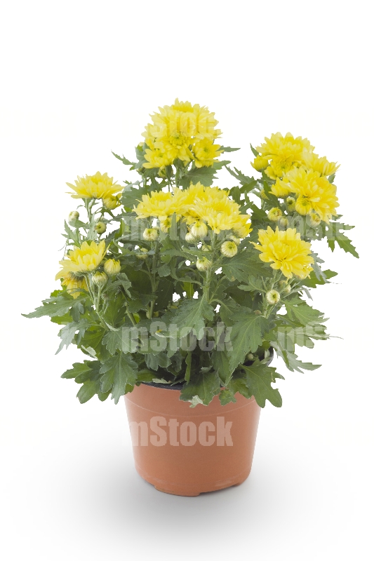 Crisantemo Amarillo 1