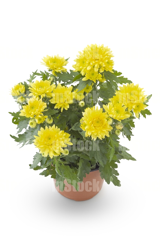 Crisantemo Amarillo 2