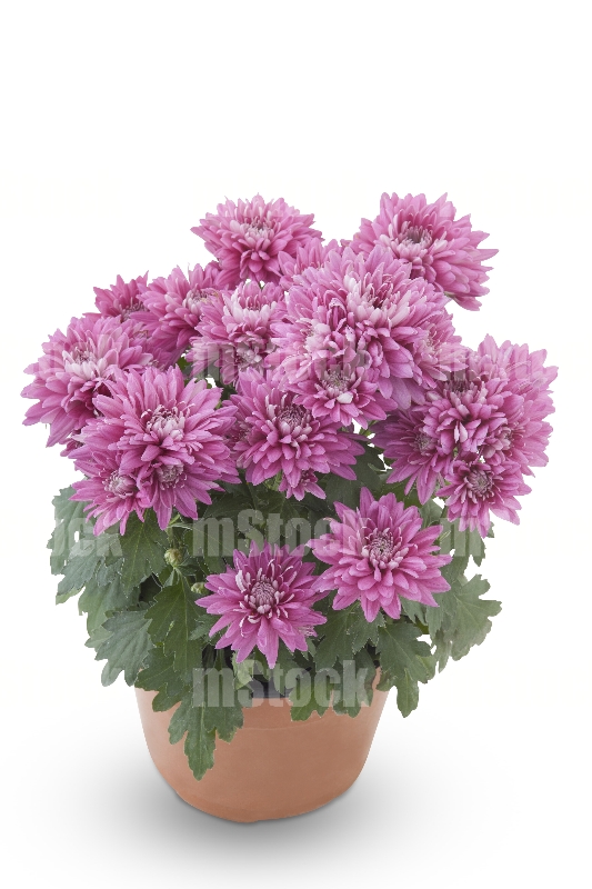 Crisantemo Rosa 1