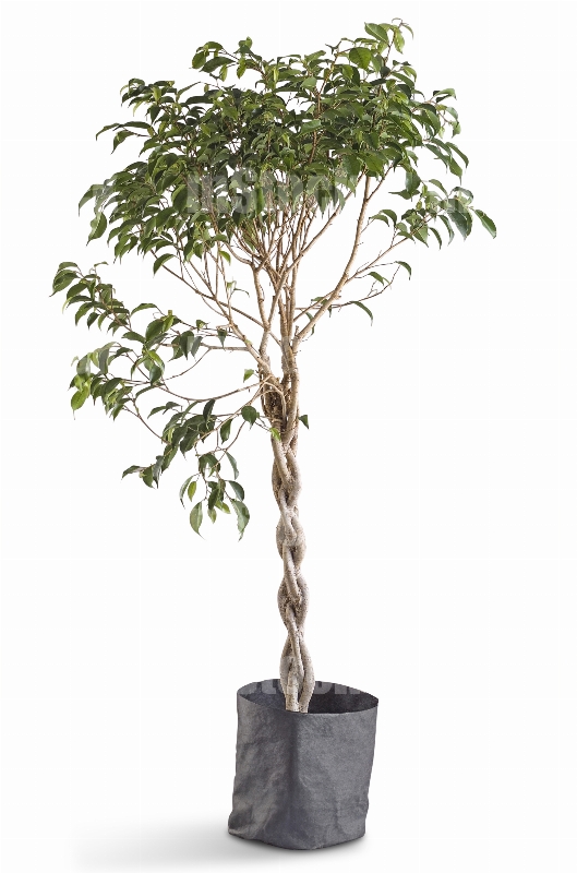 Ficus