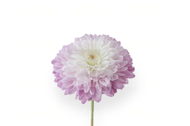 Flor Dahlia
