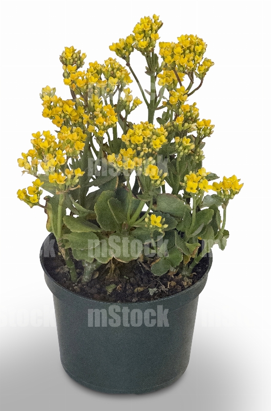 Kalanchoe 2