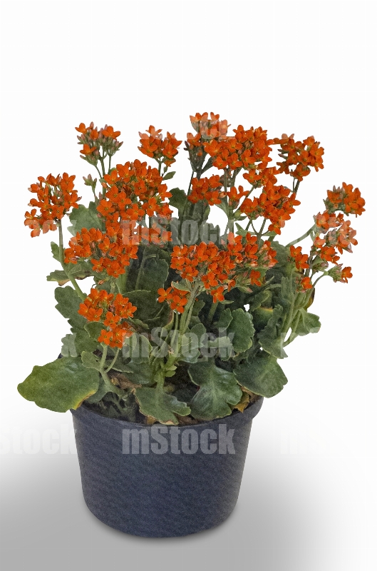 Kalanchoe 3