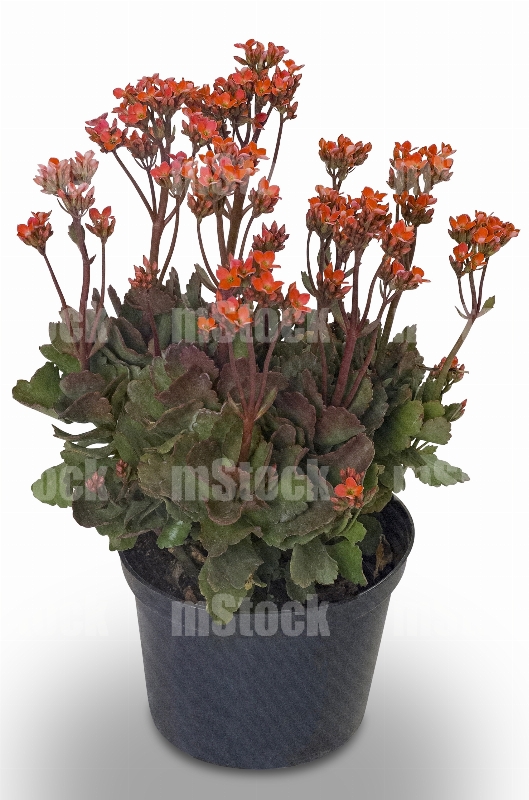 Kalanchoe 4